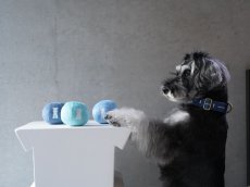 画像4: 【おもちゃ】mmsu-ha BALL TOY 3色セット BLUE (4)